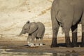 Cute baby elephant standing next to his mother at the edge of water in Chobe River Botswana Royalty Free Stock Photo