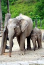 Mother and baby elephants