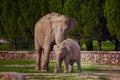 Mother and baby elephants Royalty Free Stock Photo