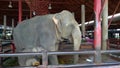 Mother and baby elephants