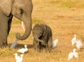 Mother and baby elephants Royalty Free Stock Photo