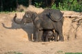 Mother and baby Elephants playing Royalty Free Stock Photo