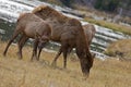 Mother and Baby Elk, Yellowstone Park, Wyoming
