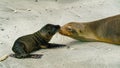 Mother and baby Galapagos sea lions greet each other Royalty Free Stock Photo