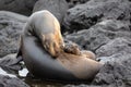 Mother and baby Galapagos Sea lions nestled on black lava rocks near tide pool