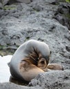 Mother and baby Galapagos Sea lions nestled on black lava rocks near tide pool