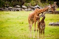 Mother and baby giraffe Royalty Free Stock Photo