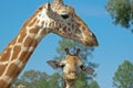 Mother and baby giraffe Royalty Free Stock Photo