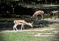 Mother & Baby Giraffe eating together and enjoying the summer sun Royalty Free Stock Photo