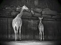 Mother & Baby Giraffe eating together and enjoying the summer sun Royalty Free Stock Photo