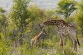 Mother and baby giraffe in natural bush