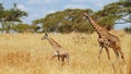 Mother & baby giraffe Royalty Free Stock Photo
