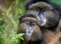 Mother and baby golden monkey Royalty Free Stock Photo