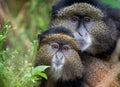 Mother and baby golden monkey Royalty Free Stock Photo
