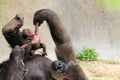 Mother & Baby Gorilla Royalty Free Stock Photo