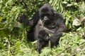 Mother and baby gorilla 2 Royalty Free Stock Photo