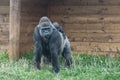 Mother and baby gorilla Royalty Free Stock Photo