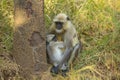 Mother and Baby Gray Langur in Grass Royalty Free Stock Photo