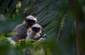 Gray Langurs Royalty Free Stock Photo