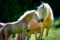 Mother and baby of Haflinger horses Royalty Free Stock Photo