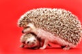 Mother and baby hedgehog Royalty Free Stock Photo