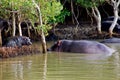 Mother and Baby Hippo