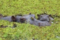 Mother and baby hippo in the Okavango Delta of Botswana. Royalty Free Stock Photo