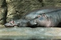 Mother and baby hippopotamus Royalty Free Stock Photo