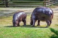 Mother and baby hippopotamus Royalty Free Stock Photo