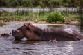Mother and baby hippos sitting in the water on the river Nile