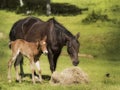 Mother and baby horse in pasture