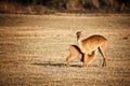 Mother and baby impala