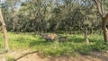 Mother and baby Indian deer sambar Rusa unicolor graze in a forest clearing