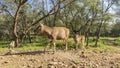 A mother and a baby Indian deer sambar Rusa unicolor