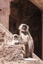 Mother and Baby Indian Gray langurs or Hanuman langurs Monkey (Semnopithecus entellus)