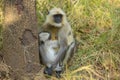 Mother and Baby Indian Langur