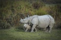 Mother and baby Indian Rhinoceros  at kazhiranga National park, Assam Royalty Free Stock Photo