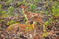 Mother and baby Japanese deer Royalty Free Stock Photo