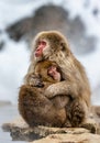 Mother with a baby Japanese macaque sitting in the snow. Royalty Free Stock Photo