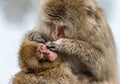 Mother with a baby Japanese macaque sitting in the snow. Royalty Free Stock Photo