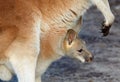 Mother and baby kangaroo Royalty Free Stock Photo