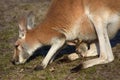 Mother and baby kangaroo Royalty Free Stock Photo