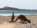 Mother and baby kangaroo at the beach Royalty Free Stock Photo