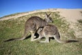 Mother and Baby Kangaroo Royalty Free Stock Photo