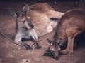 Mother and baby kangaroo, Chongqing zoo Royalty Free Stock Photo