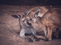 Mother and baby kangaroo, Chongqing zoo Royalty Free Stock Photo