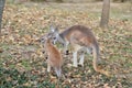 Mother and baby kangaroo Royalty Free Stock Photo