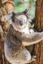 Mother and baby koala climbing Australian eucalypt tree Royalty Free Stock Photo