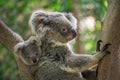 Mother and baby koala.