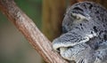 Mother and baby Koala portrait Royalty Free Stock Photo